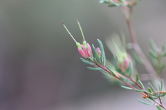 Darwinia biflora