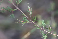Darwinia biflora