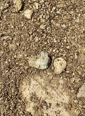 Echinargus isola