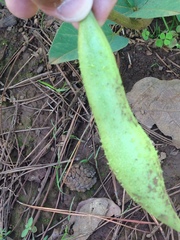 Erythrina leptorhiza