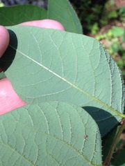 Erythrina leptorhiza