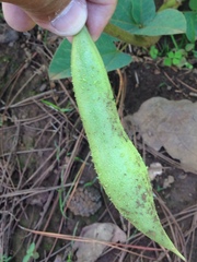 Erythrina leptorhiza