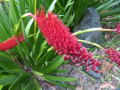 Xeronema callistemon