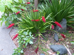 Xeronema callistemon