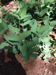 Erythrina leptorhiza