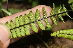 Asplenium vespertinum