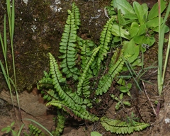 Asplenium vespertinum