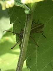 Ochraethes brevicornis