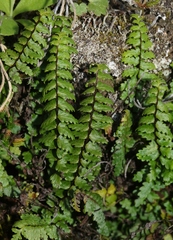 Asplenium vespertinum