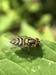 Allograpta neotropica