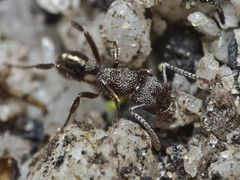 Rhytidoponera tasmaniensis