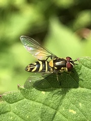 Allograpta neotropica