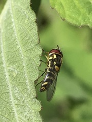 Allograpta neotropica