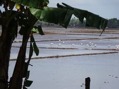 Threskiornis melanocephalus