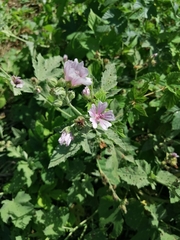 Althaea