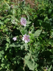Althaea
