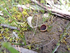 Peziza austrogeaster