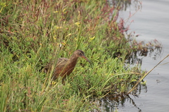 Rallus obsoletus levipes