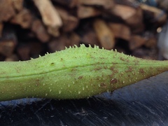 Erythrina leptorhiza