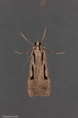 Scoparia rotuella
