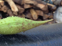 Erythrina leptorhiza