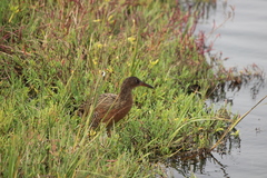 Rallus obsoletus levipes