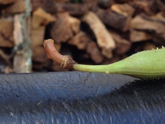 Erythrina leptorhiza