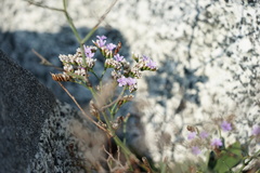 Limonium ramosissimum