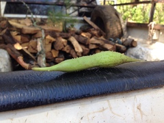 Erythrina leptorhiza