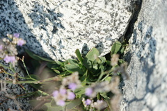 Limonium ramosissimum