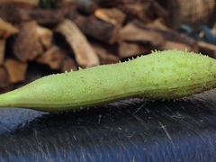 Erythrina leptorhiza