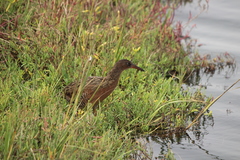 Rallus obsoletus levipes