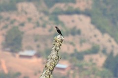 Onychognathus walleri