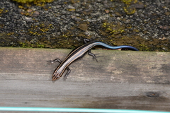 Plestiodon finitimus