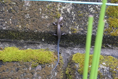 Plestiodon finitimus