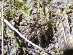Gradungula sorenseni