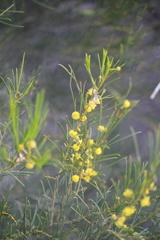Acacia euthycarpa