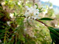 Pimelea stricta
