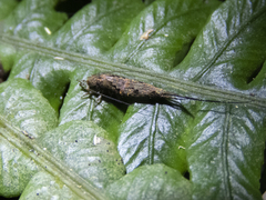 Nesomachilis