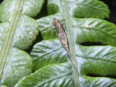 Nesomachilis