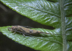Nesomachilis