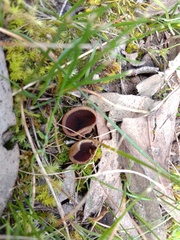 Peziza austrogeaster