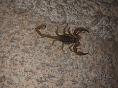 Smeringurus vachoni