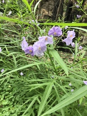 Solanum vescum
