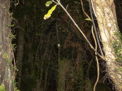 Cryptaranea subcompta