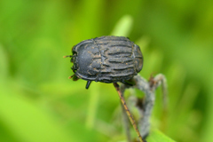 Epiglyptus costatus
