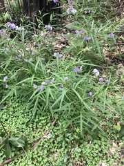 Solanum vescum