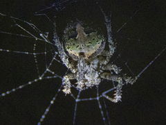 Cryptaranea subcompta