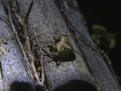 Cryptaranea subcompta