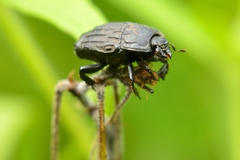 Epiglyptus costatus